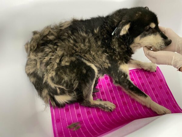 CARLIE - reserviert Mit Tieren Leben vermittelt – Bild 3