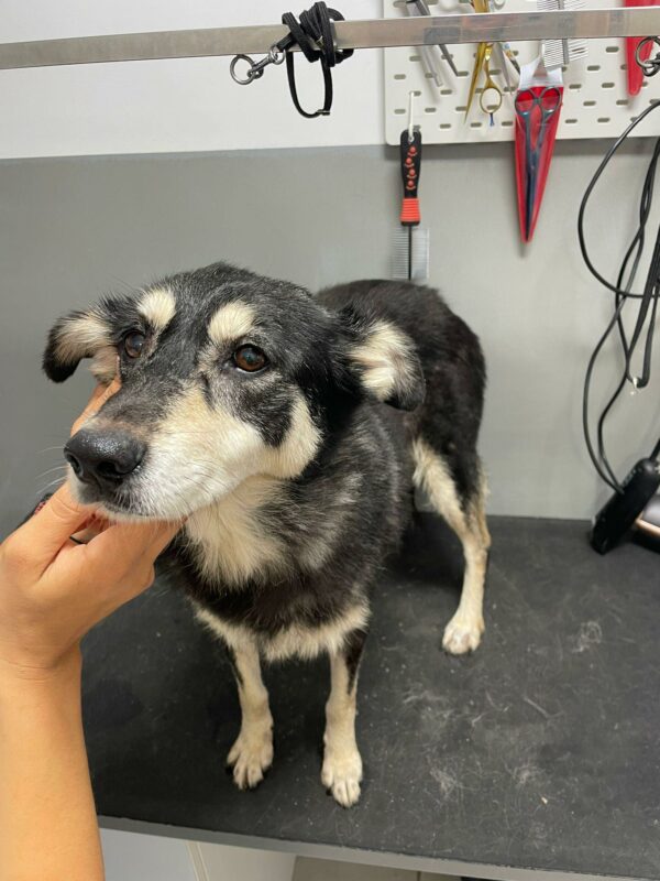 GIGI - reserviert Tierhilfe Lebenswert DR (19.09.) - vermittelt
