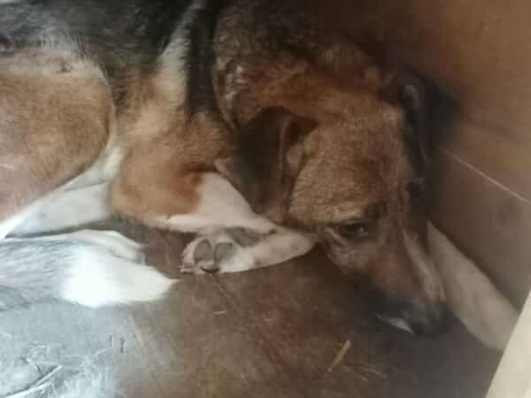 MILAS - Notfall - super dünn, komplett entkräftet, resigniert - seit mind. Anfang 2017 im Shelter - ausgereist zur Tierhilfe Lebenswert – Bild 3