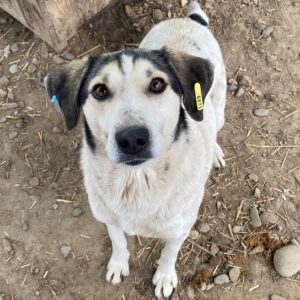 SALLY - reserviert TINO vermittelt