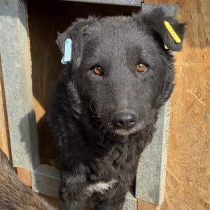 AMBA - Mobbingopfer - reserviert Second Chance Dogs vermittelt