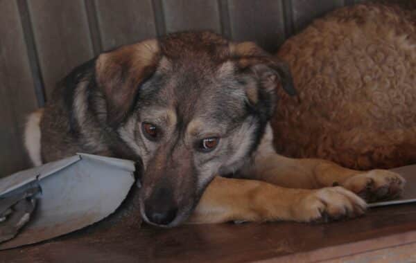BELLAMY(♂) - ausgereist zu Tiere brauchen Freunde – Bild 4
