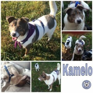 Kamelo in 51491 Overath (bei Köln) *vermittelt*