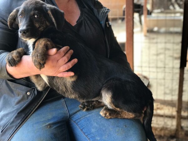 PANTAU - sollte bald ausreisen - reserviert TH Lingen vermittelt – Bild 4
