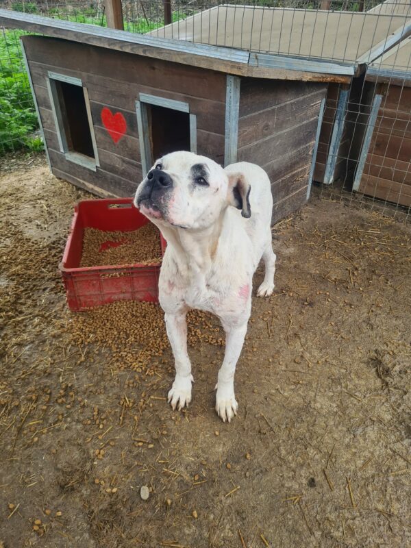 SHANAYA (♀) - verbleibt in Campina – Bild 3