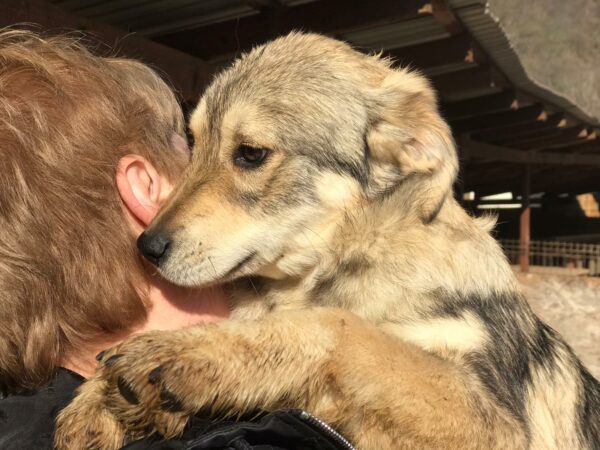WILLOW - reserviert Alexandra vermittelt – Bild 5