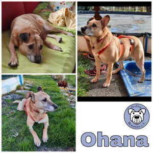 Ohana in 75417 Mühlacker *vermittelt*