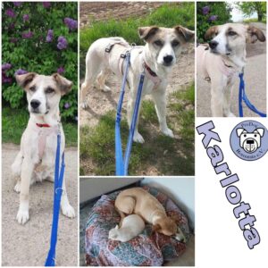 Karlotta in 72667 Schlaitdorf *vermittelt*