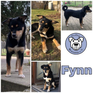 Fynn in 75177 Pforzheim *vermittelt*