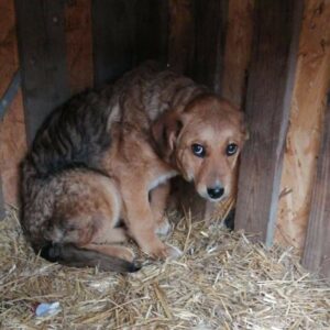 MENTA - reserviert Tierhilfe Lebenswert DR (15.03.) - vermittelt