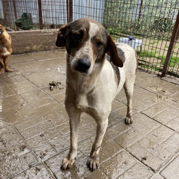RHEA (♀) - seit mind. 2022 im Shelter – Bild 7