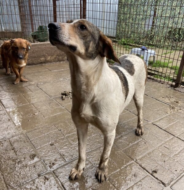 RHEA (♀) - seit mind. 2022 im Shelter – Bild 8