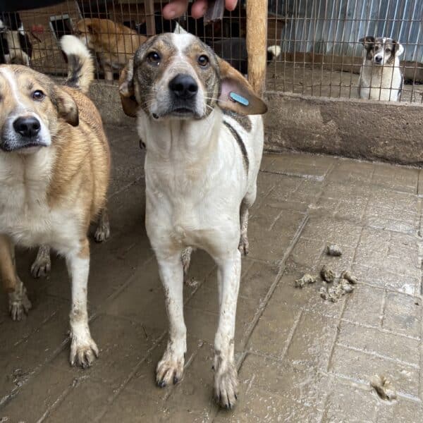 RHEA (♀) - seit mind. 2022 im Shelter – Bild 11