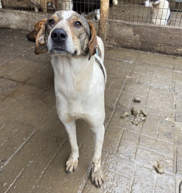 RHEA (♀) - seit mind. 2022 im Shelter – Bild 12