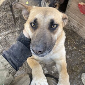 VANJA - vermisst 11/24