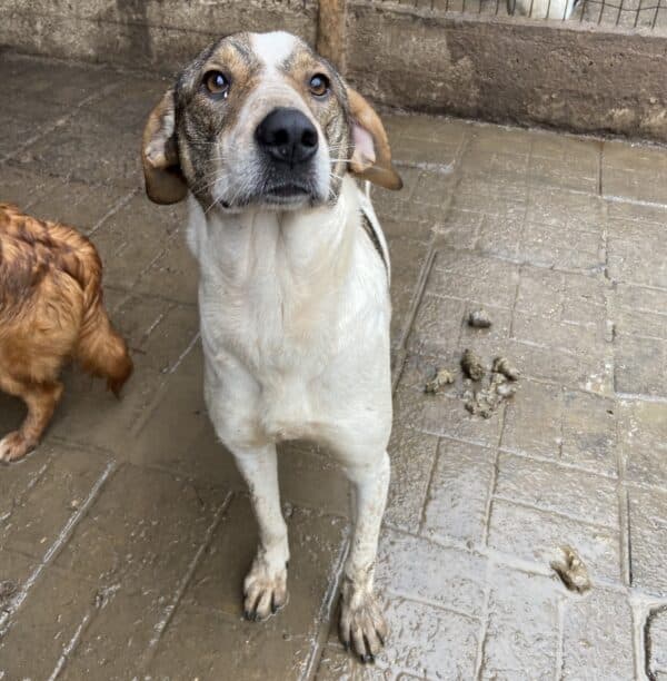 RHEA (♀) - seit mind. 2022 im Shelter – Bild 3