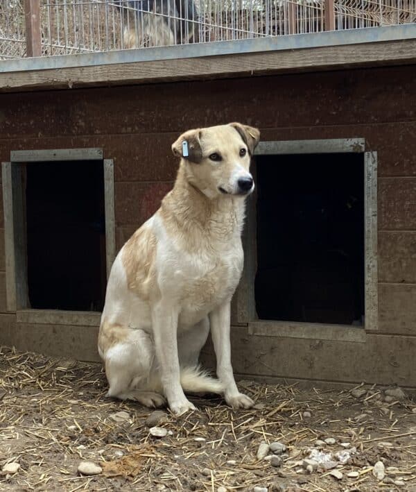 TESSA (♀) – Bild 4
