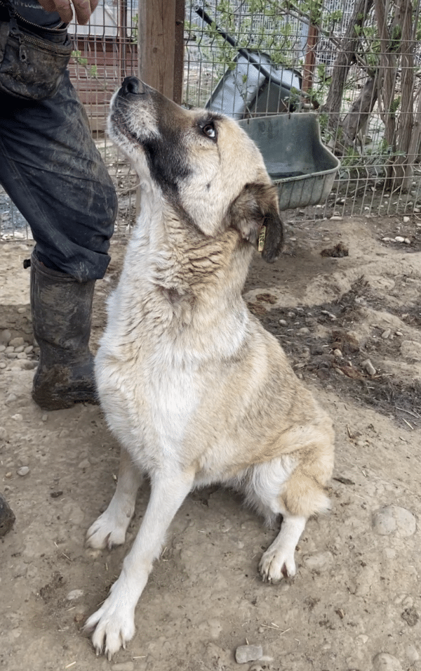 RAVY (♀) - vermisst 11/24 – Bild 2