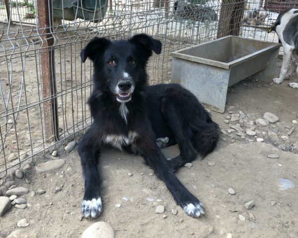 SAWYER - reserviert Manuela vermittelt – Bild 5