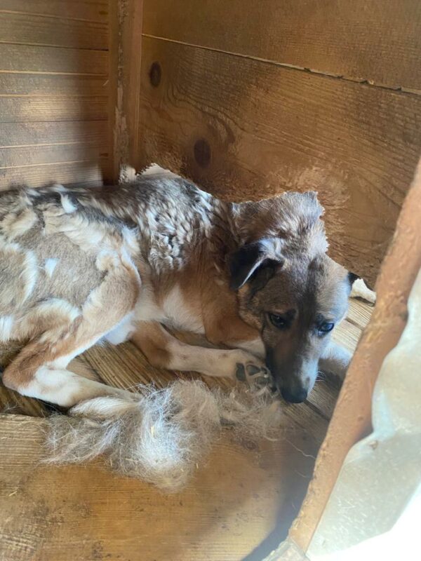 MILAS - Notfall - super dünn, komplett entkräftet, resigniert - seit mind. Anfang 2017 im Shelter - ausgereist zur Tierhilfe Lebenswert – Bild 6