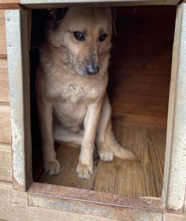 STUBBS (♂) - seit mindestens 2019 im Shelter – Bild 9