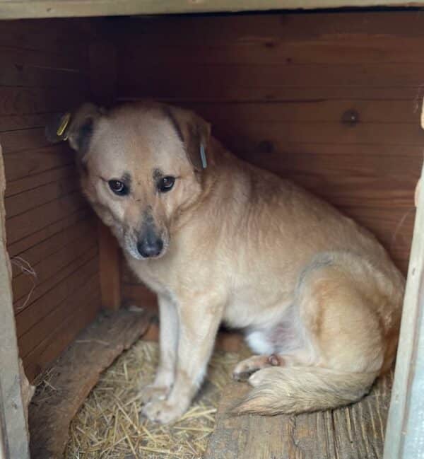 STUBBS (♂) - seit mindestens 2019 im Shelter – Bild 6