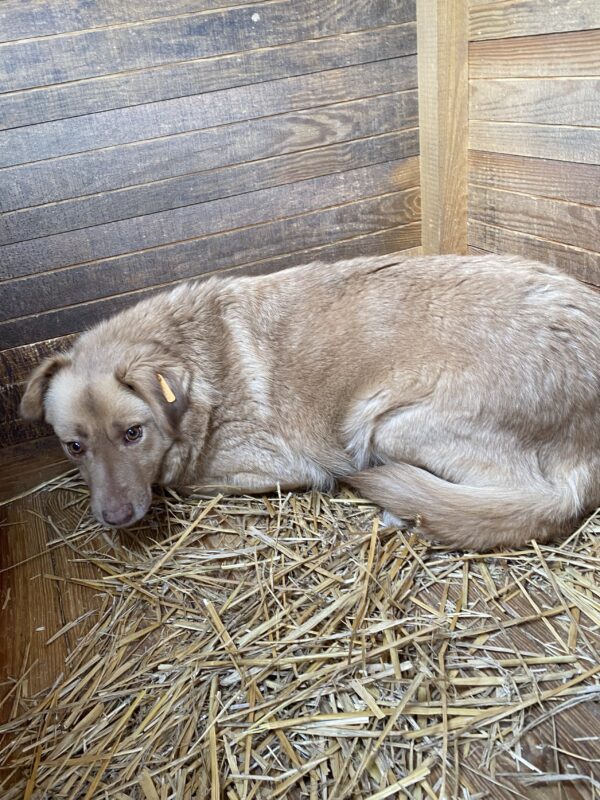 FRITZIE (♀) - RBB 07/24 – Bild 11