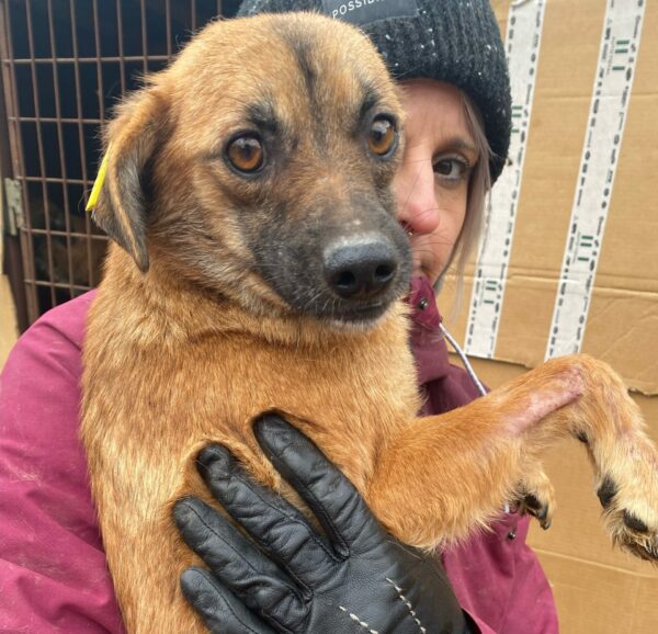 MINAMI - reserviert Tierhilfe Lebenswert DR (07.03.) - vermittelt