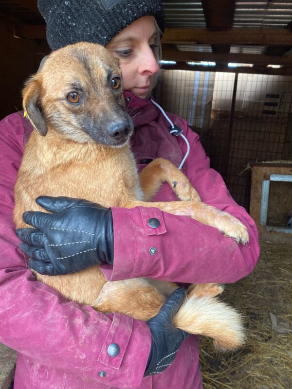 MINAMI - reserviert Tierhilfe Lebenswert DR (07.03.) - vermittelt – Bild 2