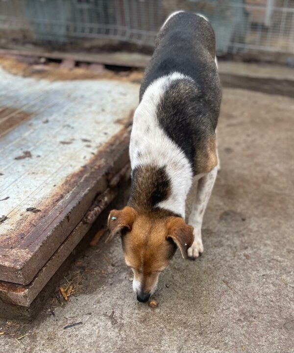ALESSA (♀) - seit mindestens 2019 im Shelter – Bild 7