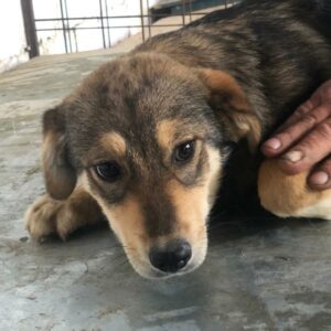 BECKY - reserviert Hundescheune Fläming vermittelt