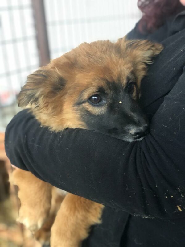 DROPPY - reserviert Tierhilfe Lebenswert DR (10.05.) - vermittelt – Bild 4