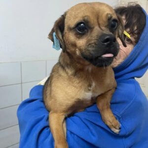 PHULA - auf Pflegestelle in PLZ 2 vermittelt