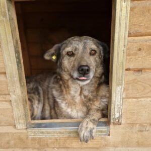 ALMERA - reserviert (Betty 17/12) - vermittelt