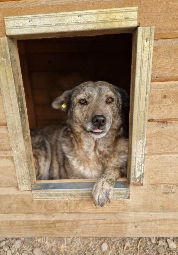 ALMERA - reserviert (Betty 17/12) - vermittelt