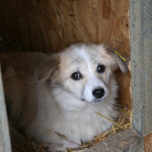 JAMILA - Handicap - auf Pflegestelle in PLZ 1 ausgereist - vermittelt