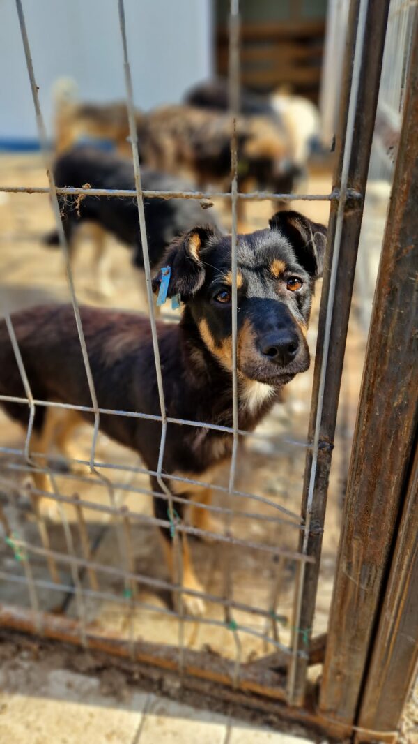 SANCHA - reserviert Tierhilfe Lebenswert DR (12.05.) - vermittelt