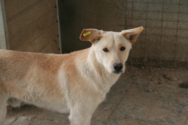 FINNIGAN - vermisst 11/24 – Bild 4