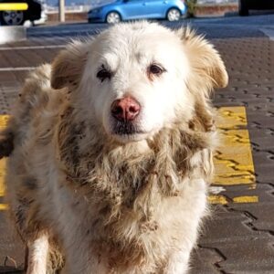 TANKY - reserviert NadineH vermittelt
