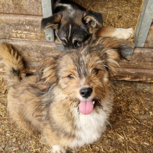 PEPPI - reserviert Hundescheune Fläming vermittelt