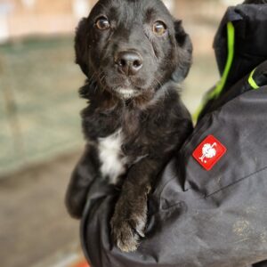 LEOPOLD - reserviert Betty vermittelt