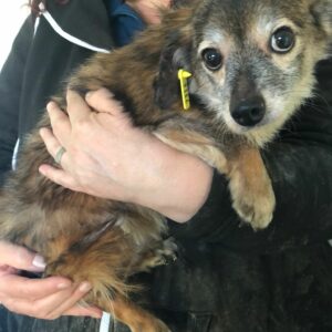 NOXI - reist auf Pflegestelle in PLZ 5 RBB