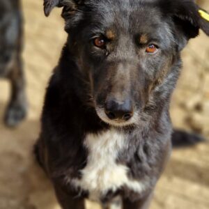 CALLIE - reserviert für Tierhilfe Lebenswert - vermittelt