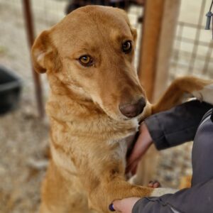 RAYKA - reserviert für Tierhilfe Lebenswert vermittelt