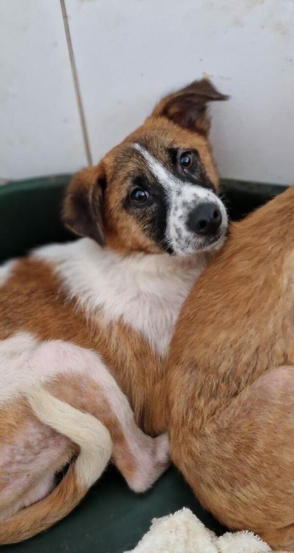 DIGGER - sollte zeitnah ausreisen - reserviert Tierhilfe Lebenswert DR (23.05.) - vermittelt
