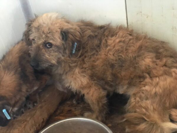 FLUFFY  - auf Pflegestelle in PLZ 5 vermittelt – Bild 8