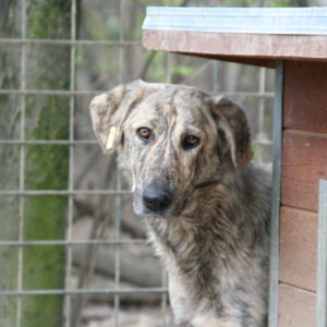 OLIV - vermisst 03/23