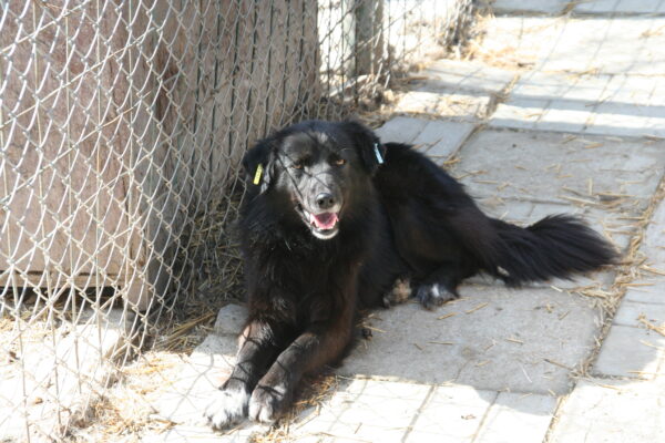 ATHENA - reserviert Tierhilfe Lebenswert DR 29.03. - vermittelt – Bild 9