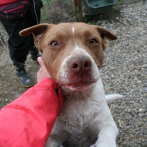 LOVE (♀) - Staff-Pitbullmix - Vermittlung nur nach Österreich möglich (DNA Test erfolgt)