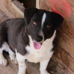 CURRO (= CRISPER)